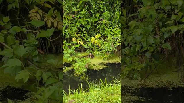 Животные у меня в саду 🐸 🦆 смотреть онлайн