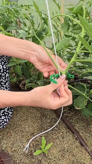 Клипсы для подвязки: как их правильно крепить. смотреть онлайн