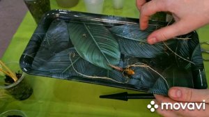 КОМНАТНЫЕ РАСТЕНИЯ(ЦВЕТЫ).ЦВЕТОЧНЫЕ ДЕЛА.