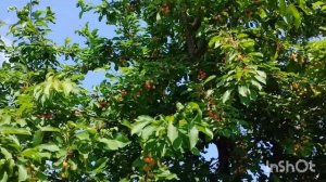 Молодой  оператор/испекли пиццу /как живут в русской деревне..