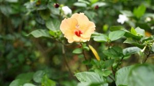 Расслабляющая Музыка для снятия Стресса, Тревоги и Депрессии • Исцеление Разума, Тела и Души