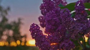 Майский вечер