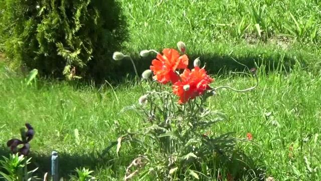 Дачное место. Музыка Сергей Чекалин смотреть онлайн