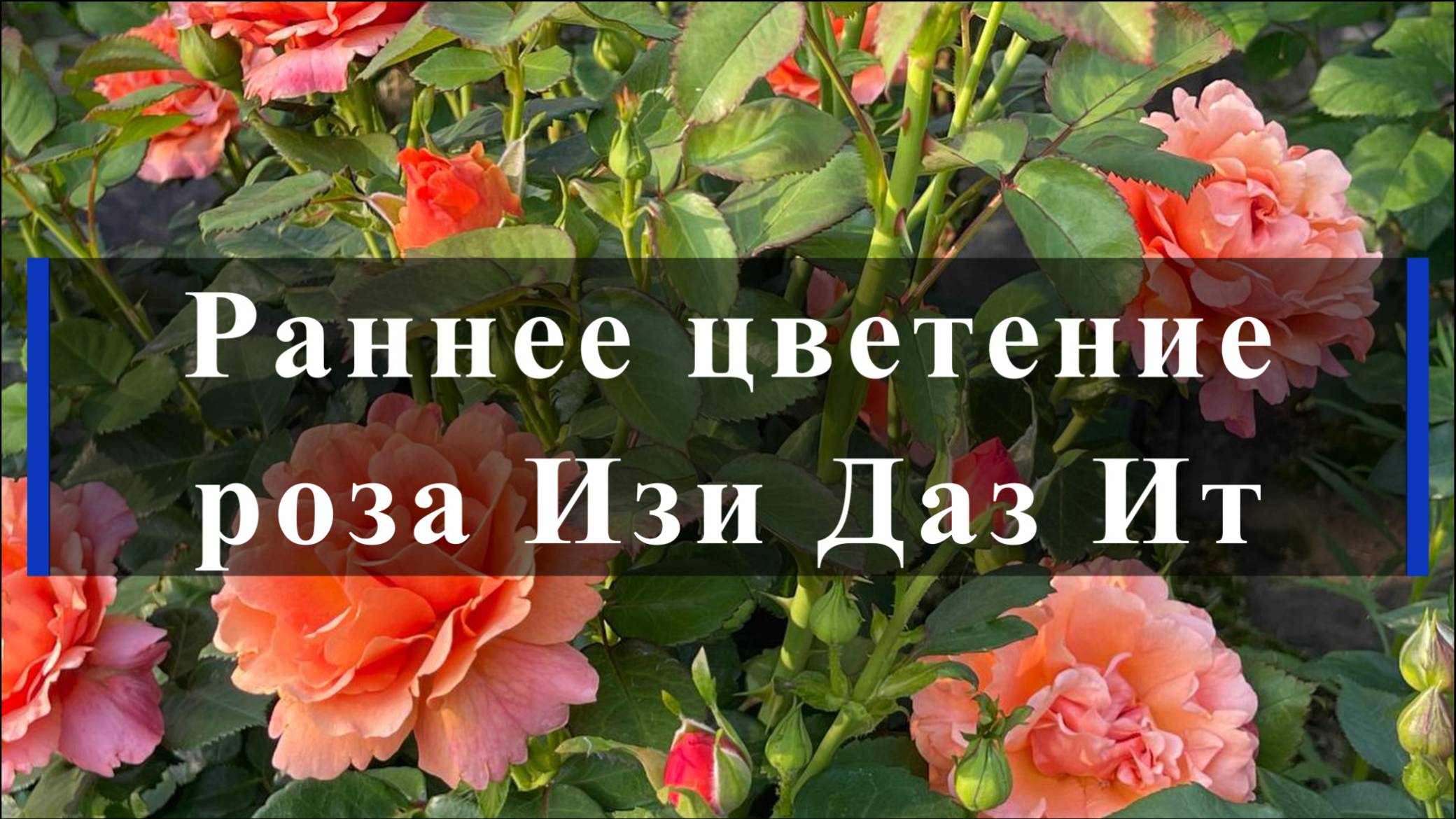 Раннее цветение роза Изи Даз Ит смотреть онлайн