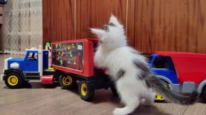 Мама-кошка и ее забавные котята. Интересные моменты.