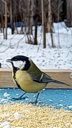Большая Синица или Большак смотреть онлайн