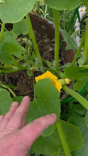 Дачные зарисовки