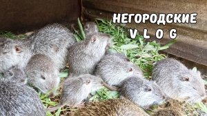 Завтрак для НУТРИЙ. Каша на костре. Ёжик Степаныч. 06.06.25