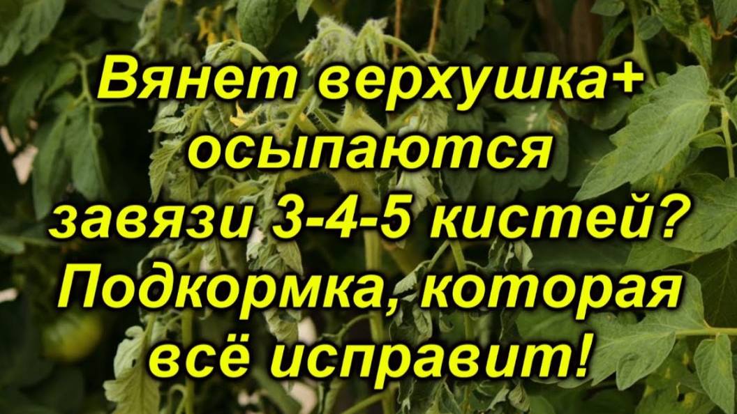 🌿 Почему вянет макушка томатов в жару? Разбираем причины + решение! смотреть онлайн