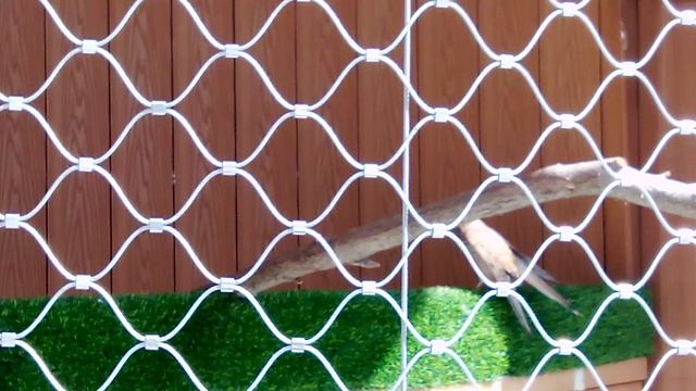 Центр спасения птиц московского зоопарка. Пустельга обыкновенная.