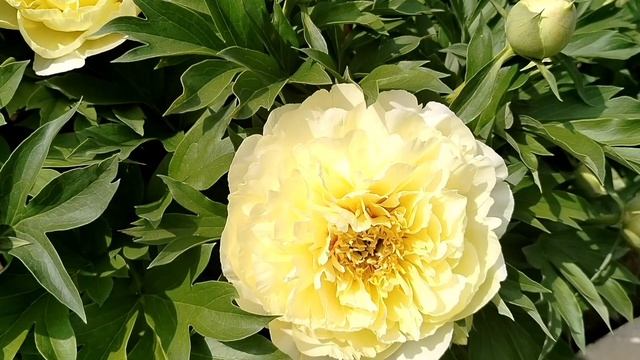 'Бартзелла' (Bartzella) пион ито-гибрид в нашем саду 2025. смотреть онлайн