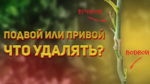 Подвой и привой - как отличить и какие побеги нужно удалять_