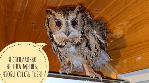 Новенькие совы переночевали. Собрали их в котомочку, везём в Москву к ветеринару Марии Маркиной