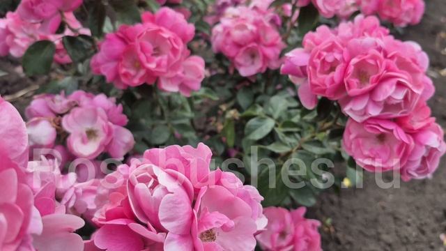 саженцы роз! японские, английские, немецкие сорта! rosebushes.ru смотреть онлайн