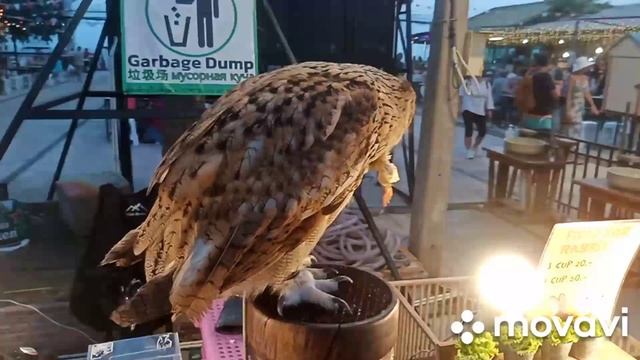 Бесплатные развлечения на Джомтьене. смотреть онлайн