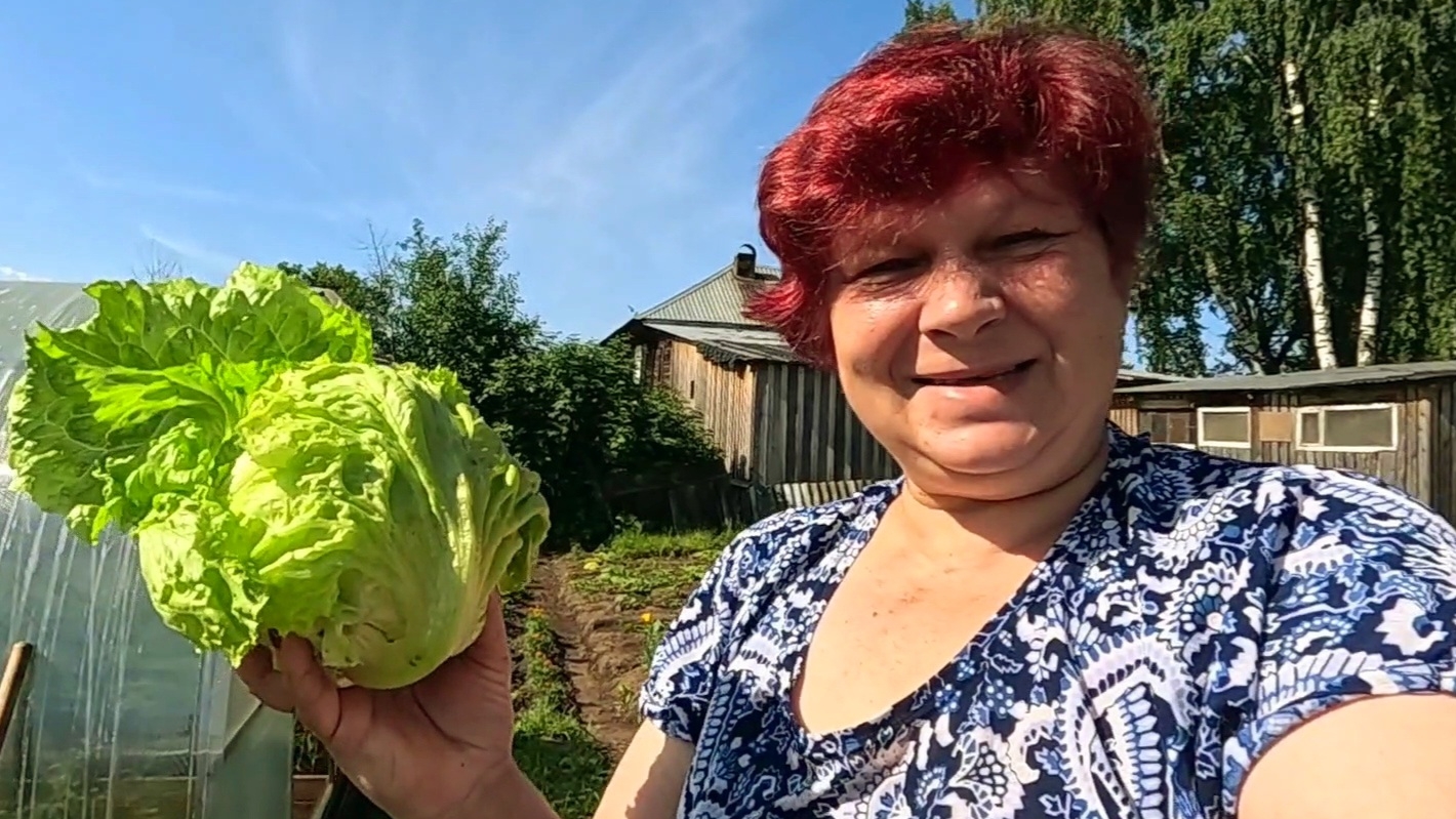 Отличный урожай салата Айсберг!! Сроки повторного посева салата!! смотреть онлайн