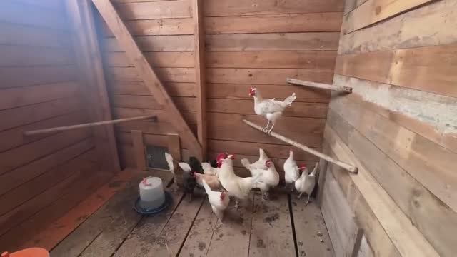 Вот так сюрприз. Неожиданная поездка. Опять стройка. Подарки для мужа. Жизнь простых людей в деревне смотреть онлайн