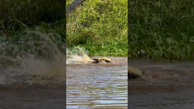 Схватка
В Бразилии ягуар напал на мирно проплывавшего аллигатор. смотреть онлайн