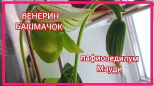 ВЕНЕРИН БАШМАЧОК. ПАФИОПЕДИЛУМ МАУДИ