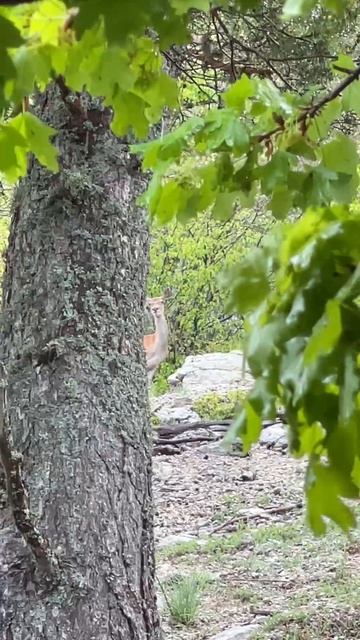 Семейство оленей с потомством. смотреть онлайн