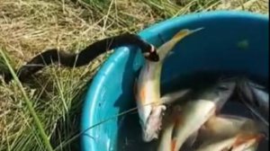 Змея атакует рыбацкий улов😮 #shorts