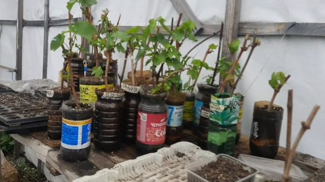 Тепличка школка для саженцев винограда первого года жизни.
