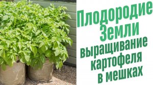 Выращивание картофеля в мешках.