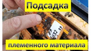 Подсадка племенного материала (не совсем удачно😪).