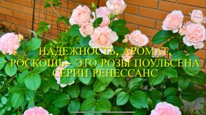 Розы Поульсена серии Ренессанс - красота, изящность и надежность. Любимые шрабы моего сада.🌹🌹🌹