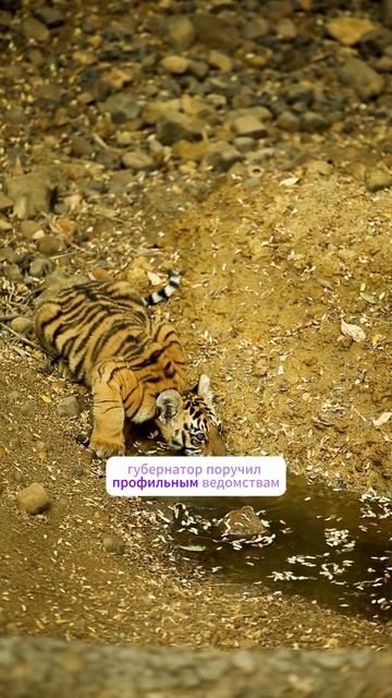 Новый урок - Тигроведение - введут в школах Приморского края  #вуз #егэ #школа  #поступление