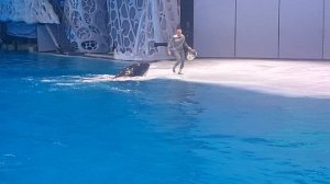 Касатка в "Москвариуме" на шоу "Буря", июнь 2025