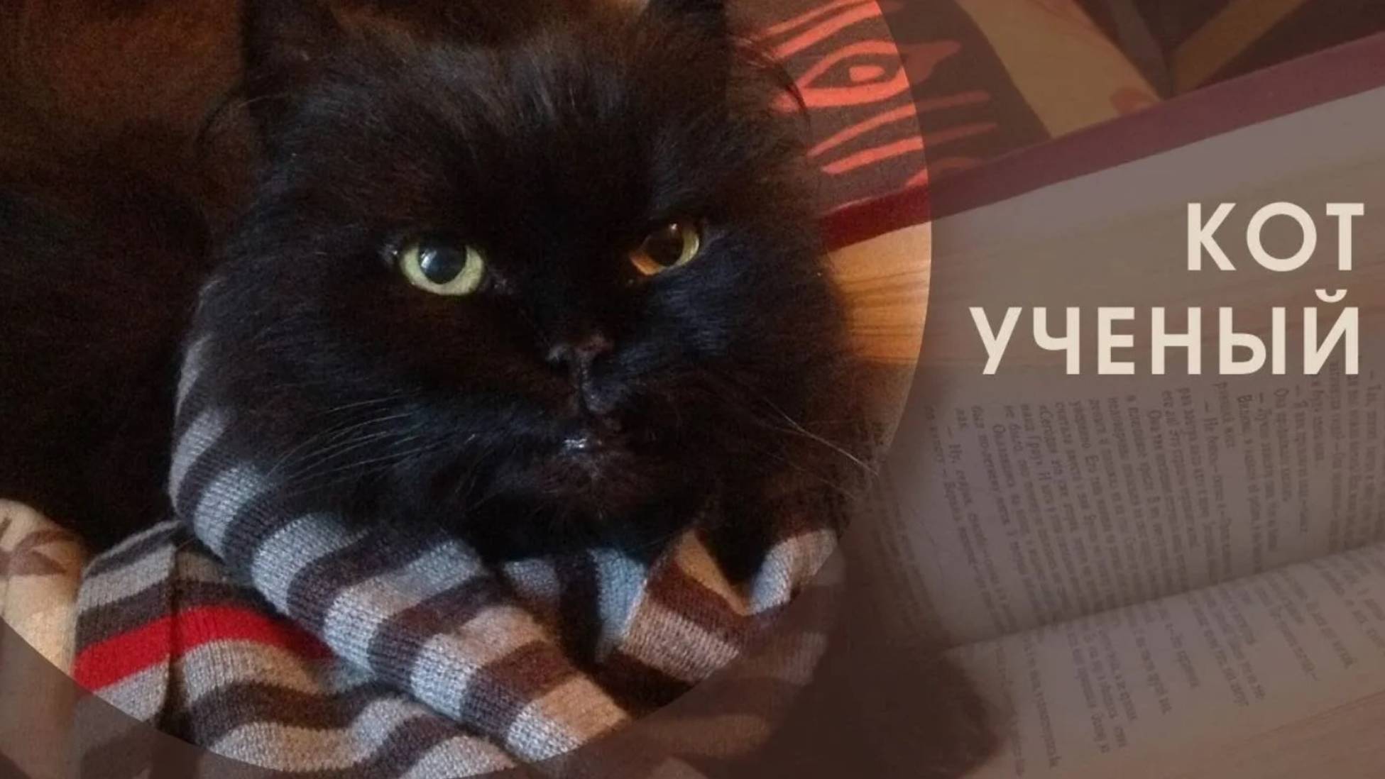 КОТ-БИБЛИОТЕКАРЬ   2018.