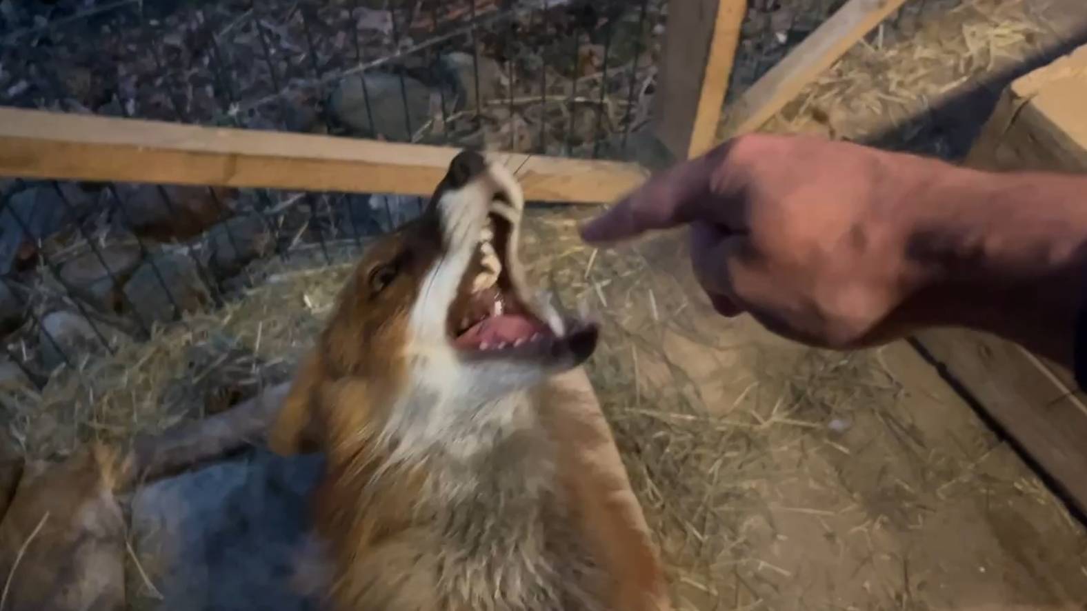 Лиса-Алиса. Ужин лиса Игниса смотреть онлайн