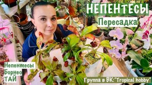 Непентес. Пересадка непентесов из Борнео и Тая. Меня чуть не сбил электро мотоцикл (