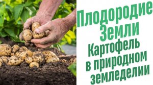 Картофель в природном земледелии.