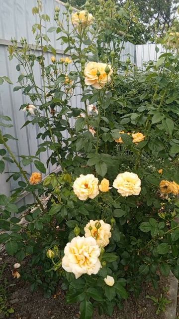 Живой звук деревенского утра