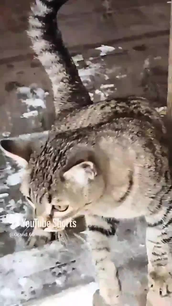 Самка картофеля, кто это!?😁😻 Или, о грамотности , на современный лад!🤣 Юмор с животными смотреть онлайн