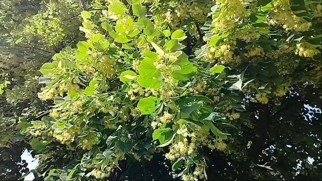 Отцвела липа белая смотреть онлайн