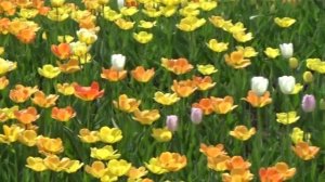 Клумба. Музык Сергей Чекалин. Flowerbed. Musician Sergei Chekalin.