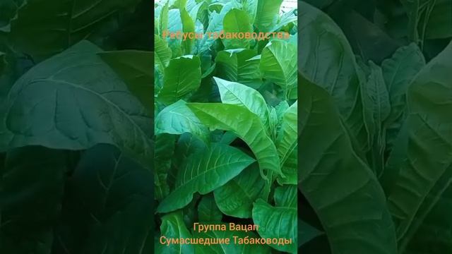 Табачные ребусы смотреть онлайн