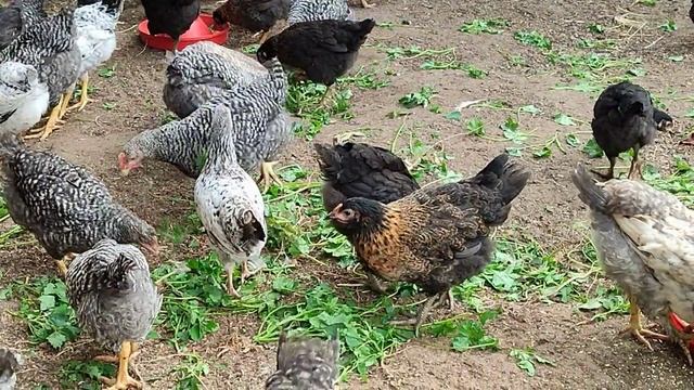 Куры породы «Супер Харко» — цветной бройлер, средний кросс смотреть онлайн