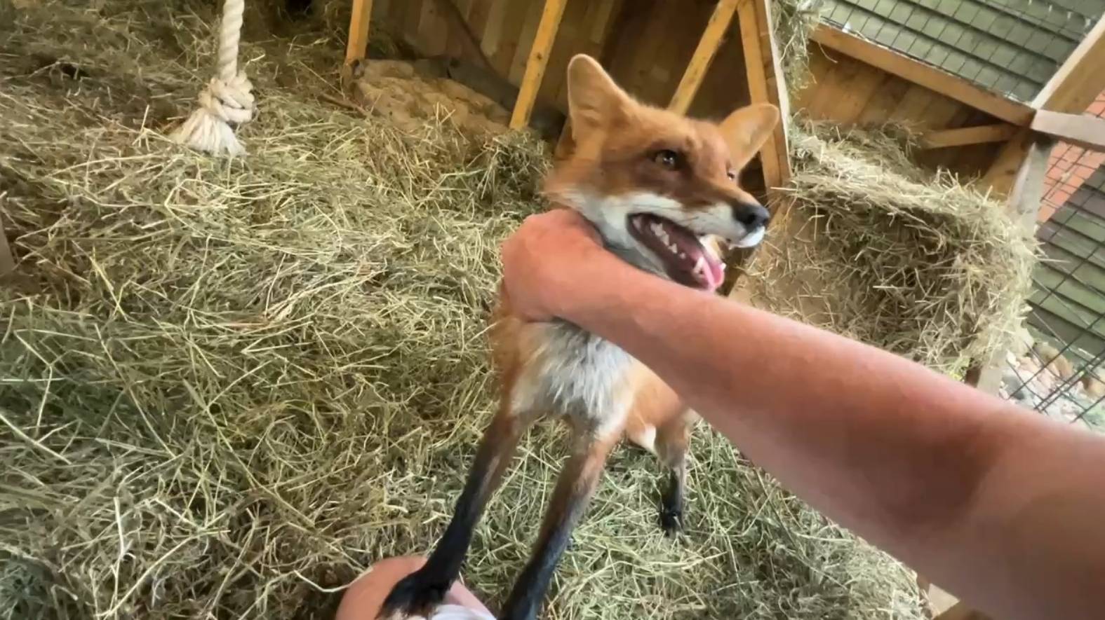 Лиса-Алиса. Лис Игнис радуется чистоте в вольере смотреть онлайн