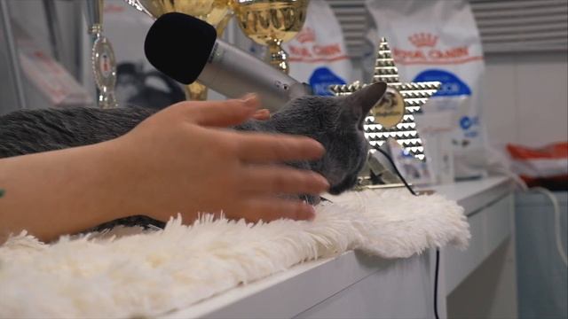 РУССКАЯ ГОЛУБАЯ. РЕКЛАМНЫЙ РОЛИК ПРЕЗЕНТАЦИИ ПОРОДЫ смотреть онлайн