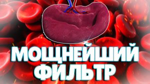 Селезенка: Строение, Функции и Роль в Очистке Крови