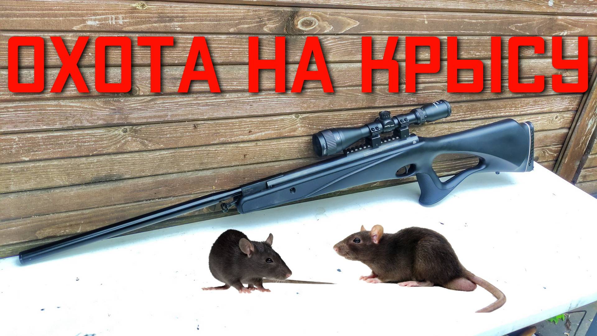 ОХОТА НА КРЫСУ из пневматики Crosman Benjamin Trail смотреть онлайн