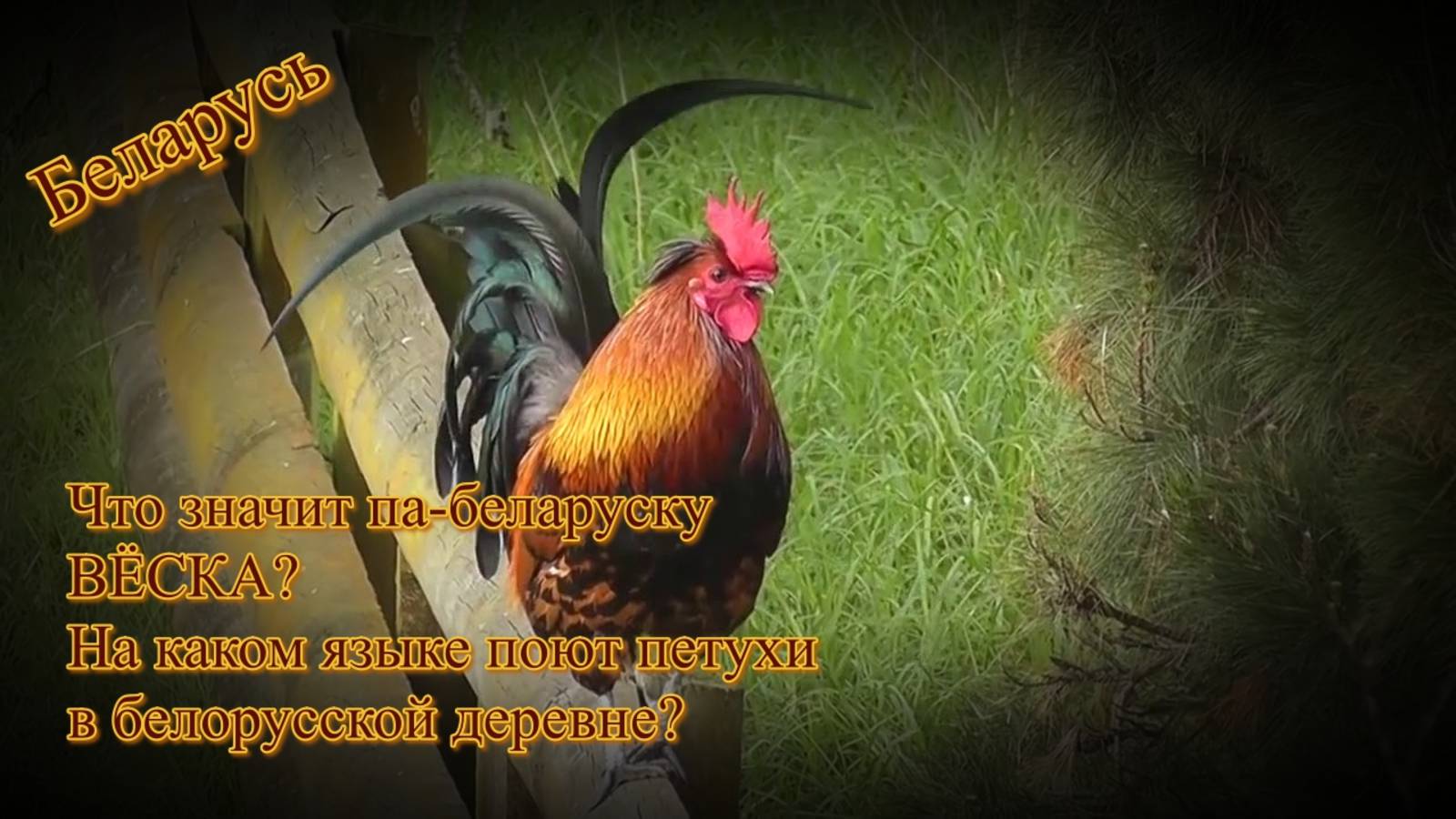 Беларусь. Что значит па-беларуску "вёска" и на каком языке поют петухи в белорусской деревне смотреть онлайн