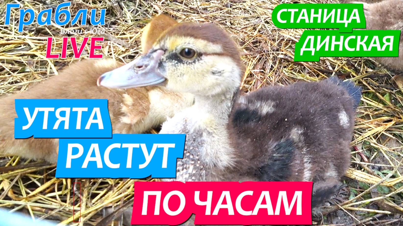 938 серия 18 .06.25 Дождь льет , утята растут / Жизнь в станице Динская после переезда на Юг смотреть онлайн