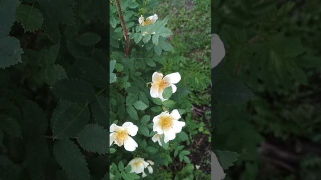 цветы The road of FLOWERS-the Life of a BEE ,жизнь ПЧЕЛЫ -дорога цветов