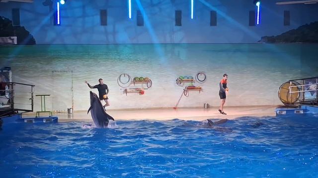 Нижегородский дельфинарий 🐬 смотреть онлайн