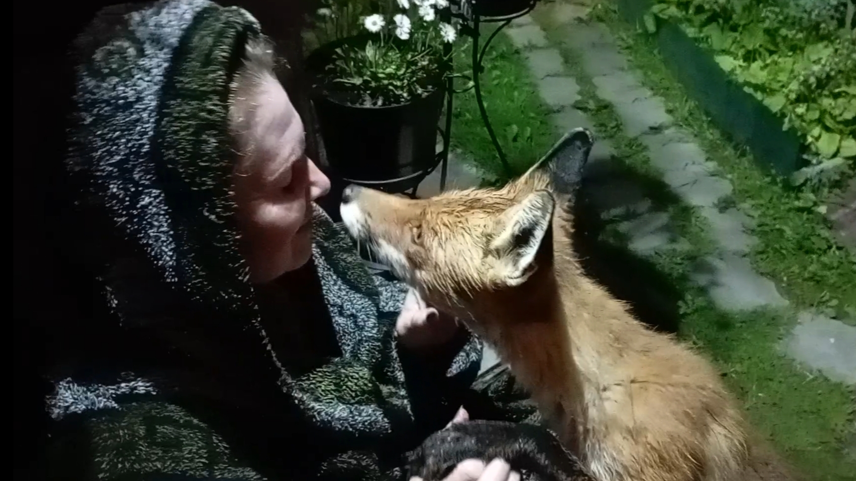 (1043) Лиса приходит в гости. Июнь 2025 смотреть онлайн